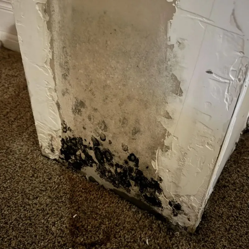 Professional Mold Removal in Dadeville, AL